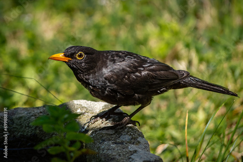 Retrato Intrigante: Cuervo en Primer Plano con Mirada Penetrante sobre un Fondo Verde Exuberante, Capturando la Elegancia de la Fauna en su Entorno Natural