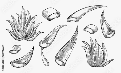 Aloe vera plant and sliced leaves, sketch vector illustration. Natural herbal medicine or cosmetics ingredient. Hand drawn isolated design elements
