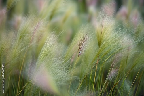 background abstract yellow green pale beautiful background grass feather