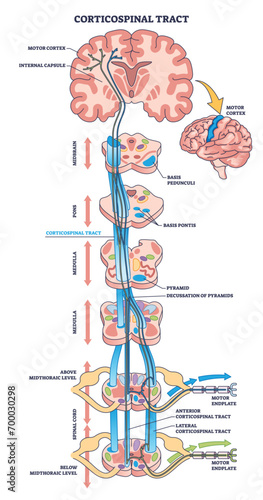 Corticospinal tract or pyramidal neuronal pathway outline diagram. Labeled educational scheme with body motor function neural system vector illustration. Anatomical detailed structure of neuron cord.