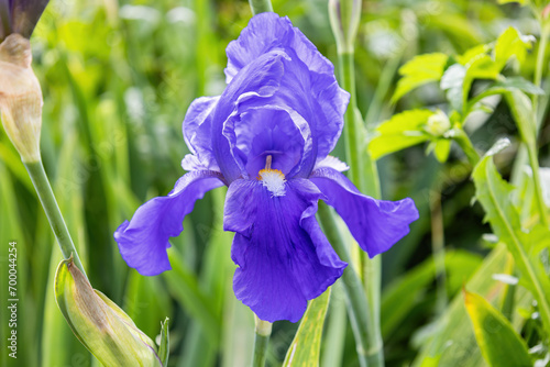 A Deutsche Schwertlilie (Iris × germanica) is the accepted name for a species of flowering plants in the family Iridaceae commonly known as the bearded iris or the German bearded iris