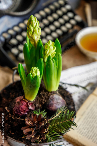 Hyacinth flowers on the background ofa typewriter and tea