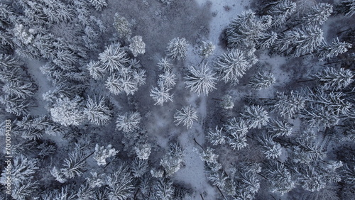 schnee verschneiter wald bäume winter drohne oben