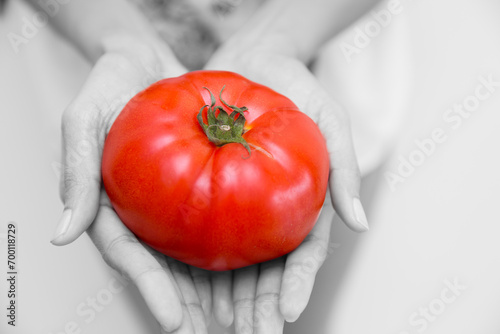 Tomato in hand for high lycopene nutrition vitamin good vegetable food for health