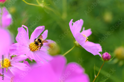 Flor rosa siendo polinizada por abeja