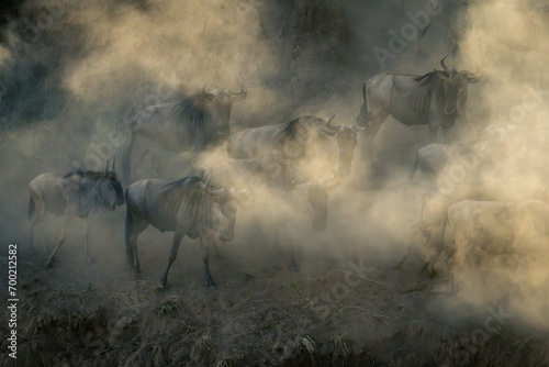 Blue wildebeest herd walk in dust cloud