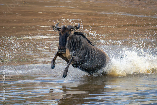 Blue wildebeest jumps through river in spray