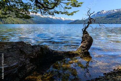 Enorme rama de árbol caída sobre lago montañoso