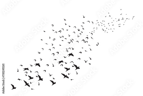 Birds flying in a natural view. Vector images. White background. 