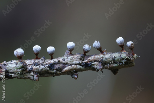 Craterium leucocephalum, a slime mold from Finland, no common English name