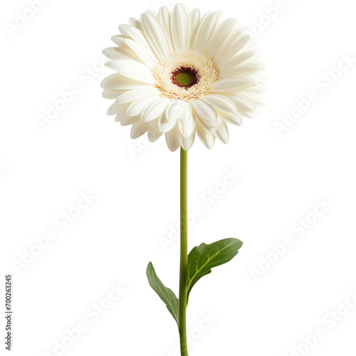 single stem white gerbera with green leaves on a transparent background