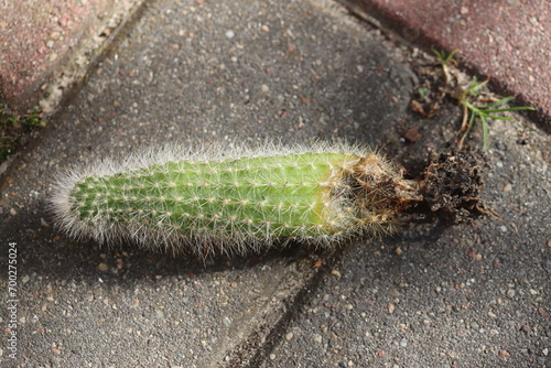 Cleistocactus strausii kaktus