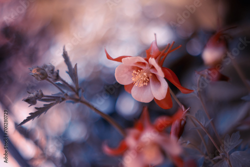 Aquilegia, wiosenny kwiat