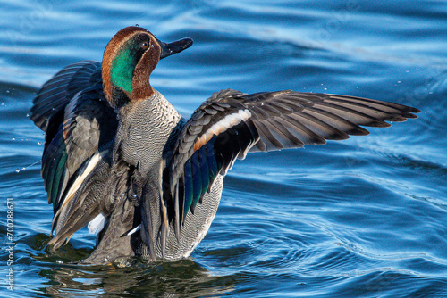 The Eurasian teal (Anas crecca), common teal, or Eurasian green-winged teal is a duck that breeds in temperate Eurosiberia and migrates south in winter, common en aiguamolls emporda girona spain