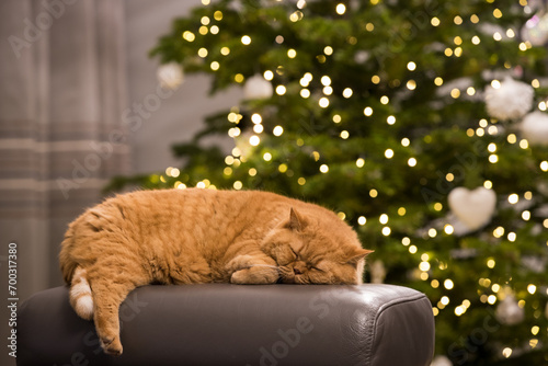 Rudy kot śpiący na tle choinki Bożonarodzeniowej