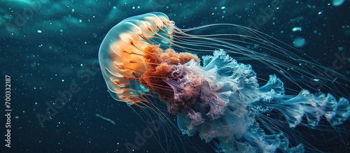 A stunning jellyfish captured underwater in Boston.