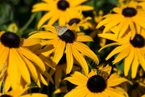 Female Sooty Copper (Lycaena tityrus) butterfly sitting on a yellow rudbeckia hirta flower in Zurich, Switzerland