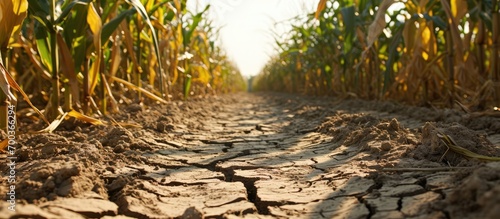 Drought-damaged farm soil with dry corn field.