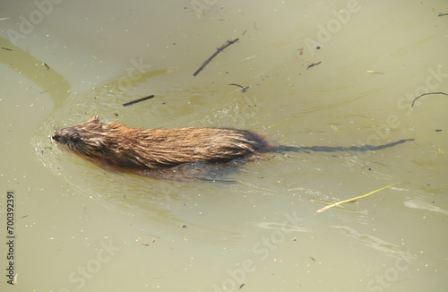 A muskrat (Ondatra zibethicus) swimming through muddy water in pond in Ohio. These aquatic rodents are widespread in North America.