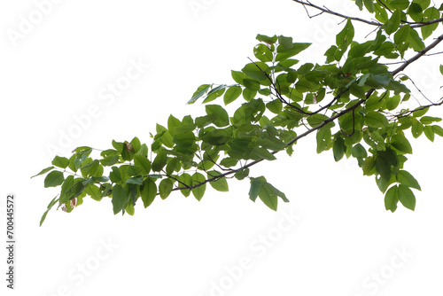 Tree branches and leaves isolated on transparent background