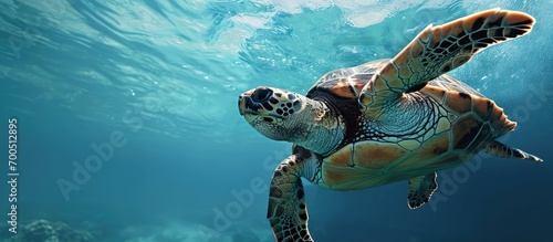 Green sea turtle in blue sea water tropical tortoise swimming underwater. Creative Banner. Copyspace image