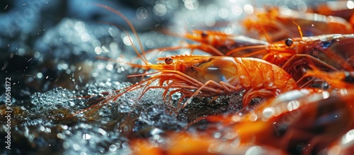 Freezing white farmed shrimp in a tank of frozen water at a seafood production plant. Creative Banner. Copyspace image