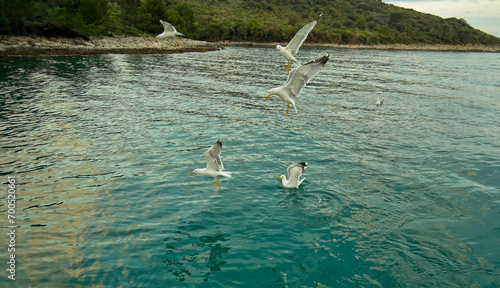Gabbiani in volo a pelo d'acqua. Baia di Medolino. Istria. Croazia