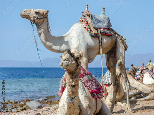 portrait of two camels on coast of sea in Egypt Dahab South Sinai