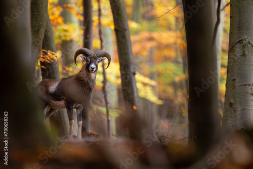 European Mouflon (Ovis Orientalis), young mouflon standing in beautiful autumn forest
