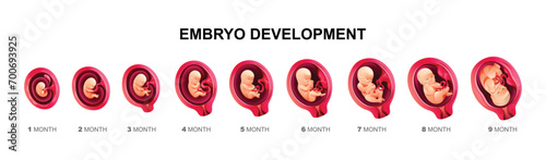 Human embryo development stages. Pregnancy and fetal body growth calendar from 1 to 9 month to birth. Vector cartoon illustration