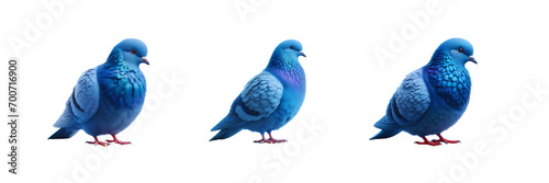 Set of Blue dove or pigeon, isolated over on transparent white background.