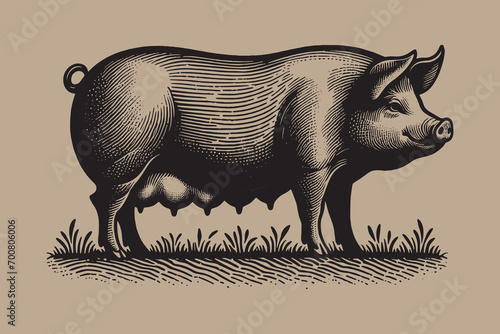 Sow pig. Vintage retro engraving illustration. Black icon, isolated element 