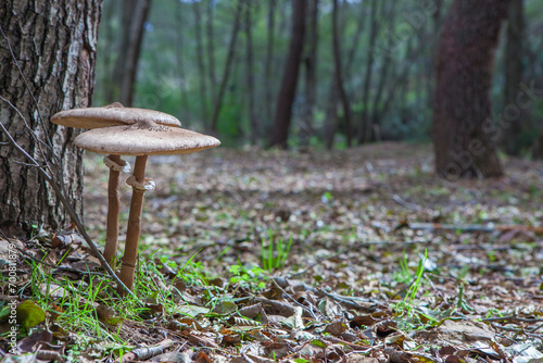 Parasol mushrooms growing close to tree base