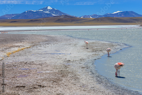 Paisaje montañoso con lago con flamencos - Laguna Brava - La Rioja - Argentina