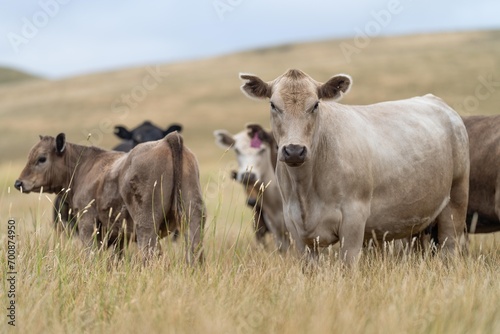 Stud Beef bulls, cows and calves grazing on grass in a field, in Australia. breeds of cattle include wagyu, murray grey, angus, brangus and wagyu on long pasture in summer