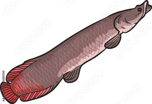 Arapaima Gigas Fish Wild Animal Vector Illustration
