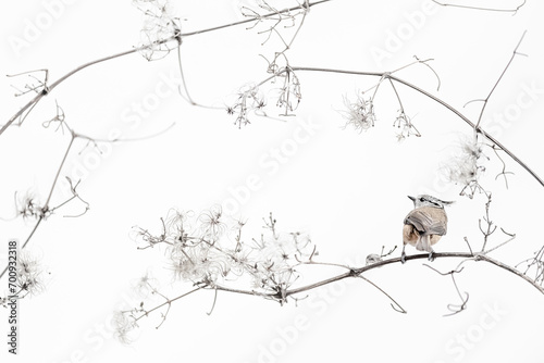 Crested tit on clematis vitalba, fine art portrait (Lophophanes cristatus)