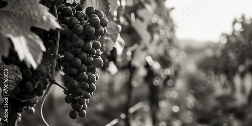 A cluster of grapes hanging from a vine, ready to be harvested. Ideal for use in food and beverage advertisements or articles about agriculture