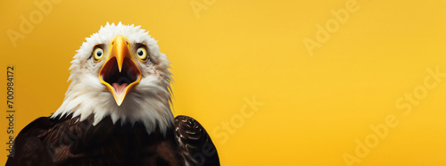 Bald eagle looking surprised, reacting amazed, impressed, standing over yellow background