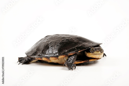 Toadhead turtle, Gibba turtle // Buckelschildkröte (Mesoclemmys gibba)