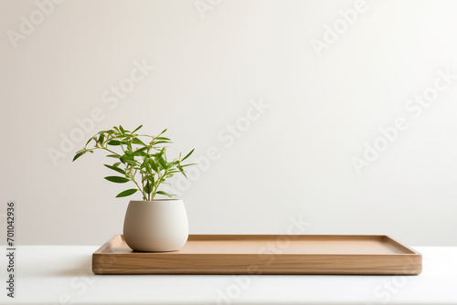 Still life, nature, interior and design concept. Green plant in pot placed on wooden pallet in front of bright blank wall background with copy space. Natural soft light