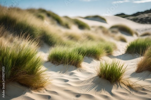 cactus in the desert, Rainbow in the dunes at Texel island in the Wadden sea region stock photo