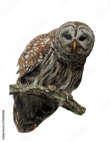 Isolated Barred Owl (Strix varia) with White Background 