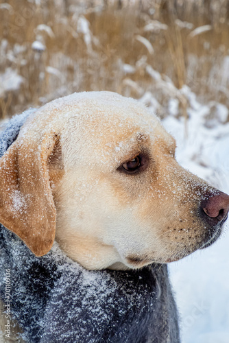 Dog. A Labrador retriever. Funny purebred dog in a scarf. Pets