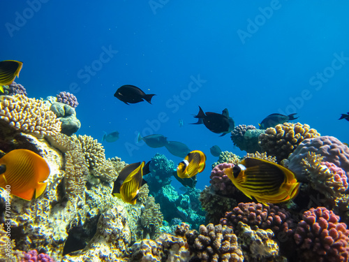 Chaetodon fasciatus or Diagonal butterflyfish in the expanses of the coral reef of the Red Sea