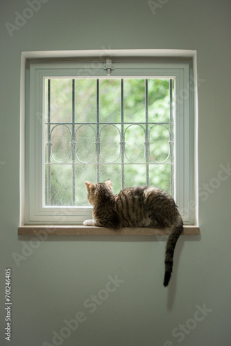Grey and brown tiger-stripe tabby cat sitting on a window sill looking outside