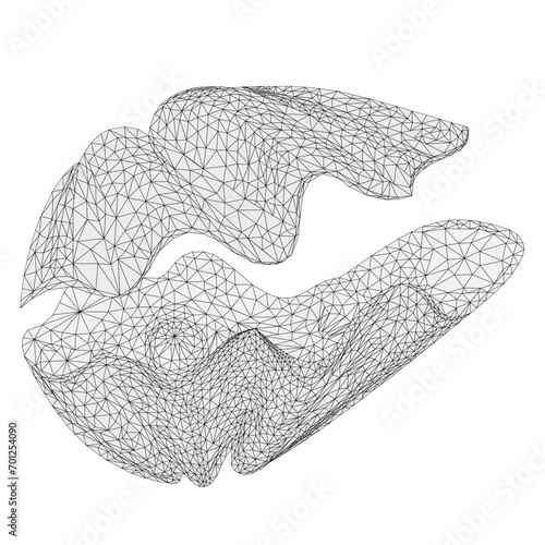 Shell Tridacna gigas and pearls marine life outline low-polygon on a white background vector illustration editable hand draw