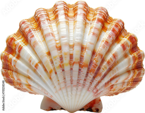 Seashell isolated on transparent background. PNG