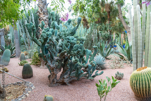 Photo of different types of plants from the Majorelle Garden in the city of Marrakech. Cloudy day.