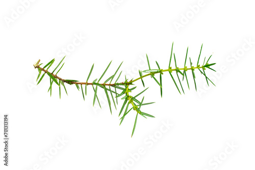  juniper twigs on a white isolated background